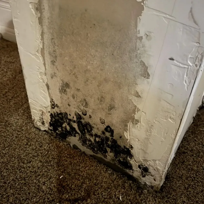 Professional Mold Removal in Ada, OK